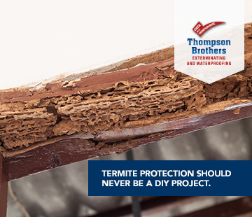Can I get rid of termites myself?