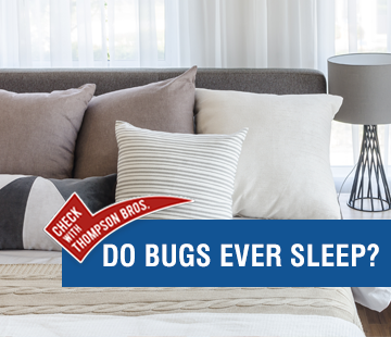 Do Bugs Sleep?