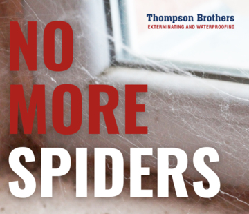 Spiders in your Basement? Here’s How to Get Rid of Them 