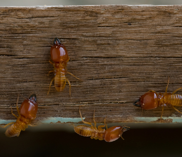 Termite Damage and Repair