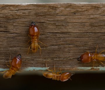 Termite Damage and Repair