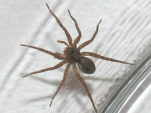 Tips to Help With Spider Control this Fall