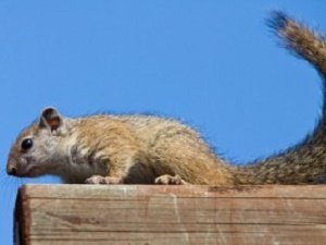 Tips to Help with Squirrels this Fall