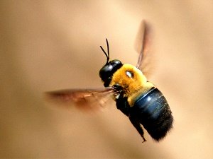 What You Need To Know About Carpenter Bees