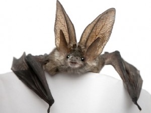 Preventing and Controling Bats in Your Home