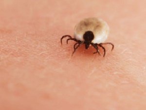 Tips to Avoid Ticks This Season