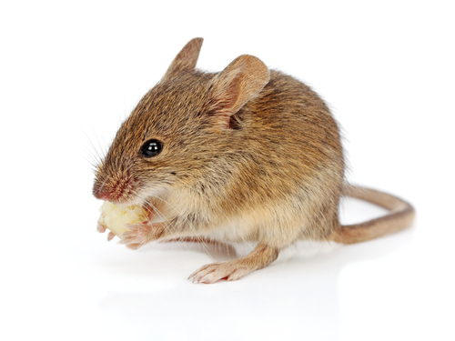 House Mice: Signs To Watch For