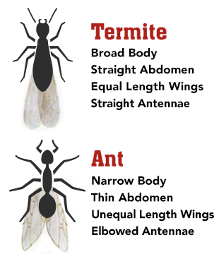 Is It an Ant or a Termite?