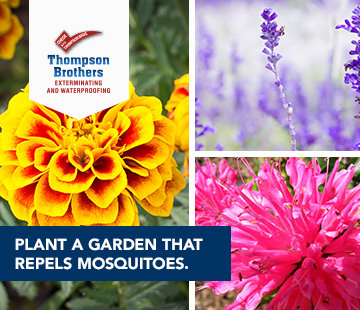 Plant a Garden to Fight Mosquitos