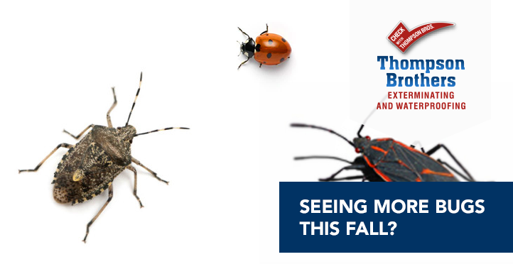 Seeing More Bugs This Fall?