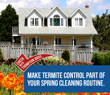 Spring is the Time for Termite Control