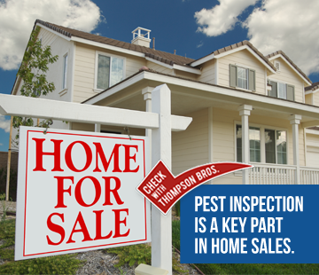 Home Buying and Pest Inspection
