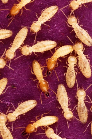 North Carolina's Super Termite