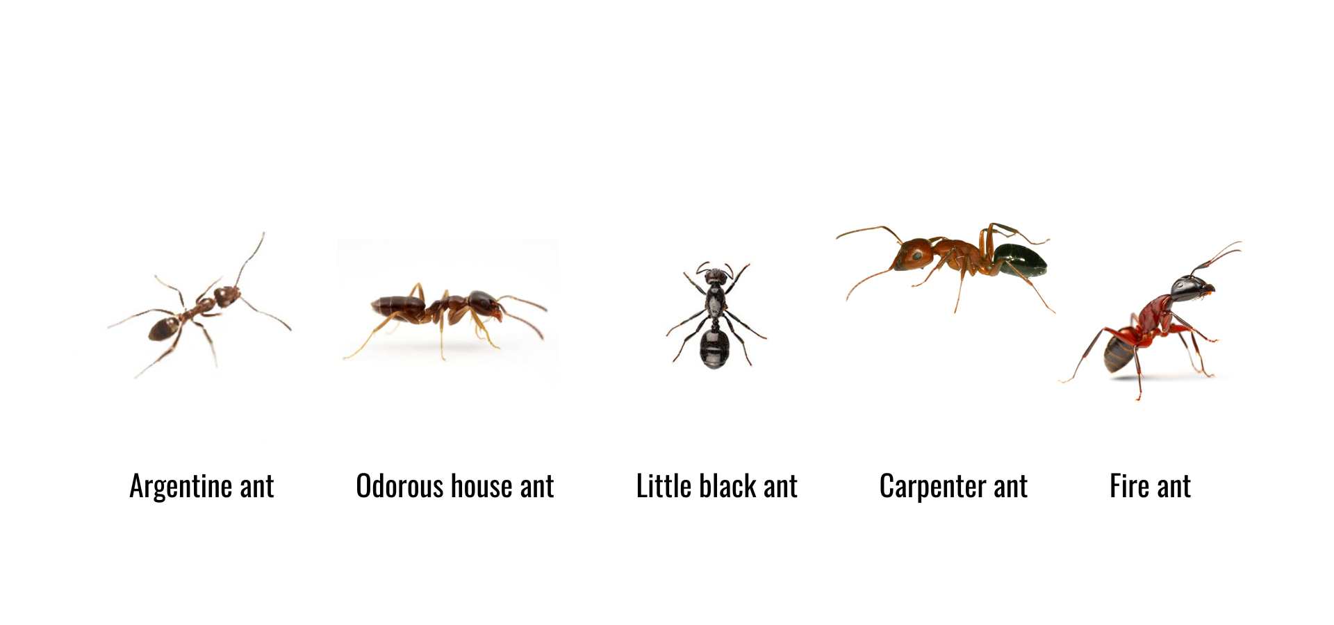 Ant Species of the Carolinas