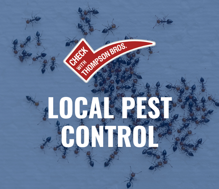 Safe Ant Pest Control Thompson Exterminating