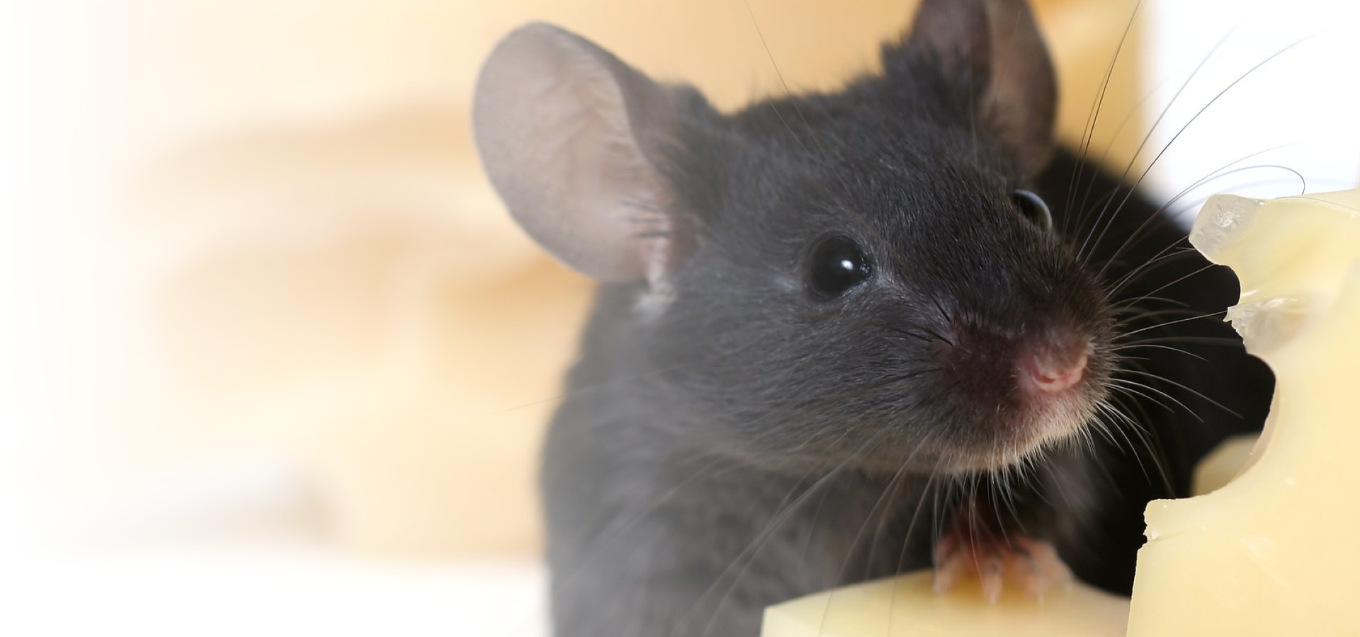 Winter Pest Control