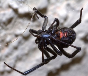 Concerned about spiders? Thompson Brothers provides spider control services