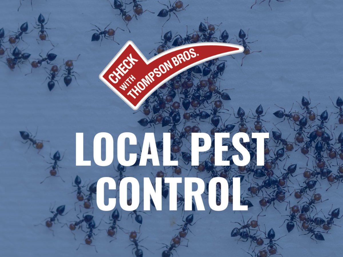 Safe Ant Pest Control